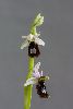 <em>Ophrys balearica</em>